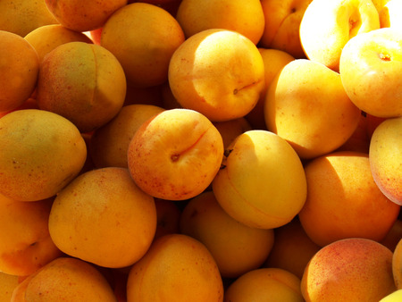 apricots  close up