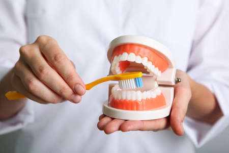 Doctor dentist demonstrates a model of teeth in his hands