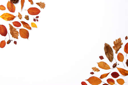 autumn composition of leaves on a white background top view.の写真素材