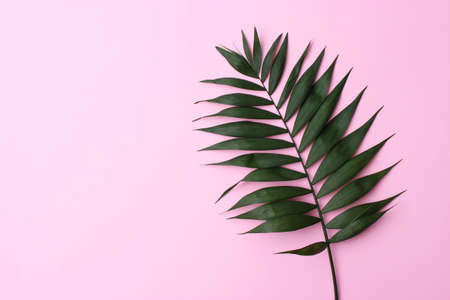 palm branches on a colored background top view with place for text.の写真素材