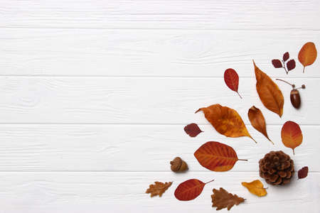 autumn composition, autumn leavesの写真素材