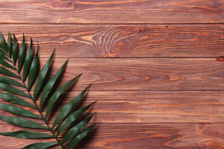 palm branches on a colored background top view with place for text.の写真素材