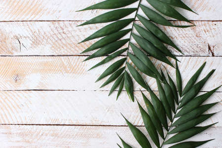 palm branches on a colored background top view with place for text.の写真素材
