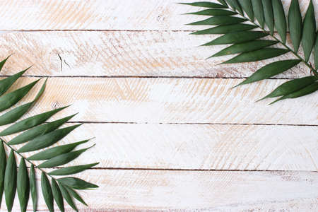 palm branches on a colored background top view with place for text.の写真素材