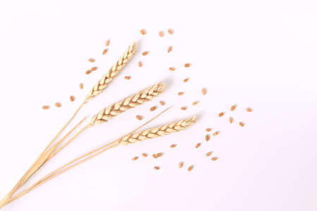 wheat and spikelets on a white backgroundの写真素材