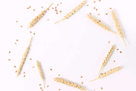 wheat and spikelets on a white backgroundの写真素材