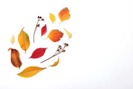 autumn composition of leaves on a white background top view.