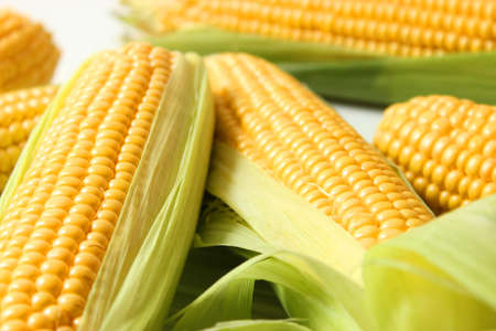 Fresh corn close-up on the table.