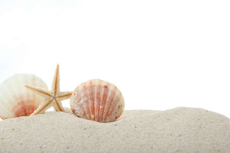 sand, shells and starfish isolated on white. place for text, travel, sea.