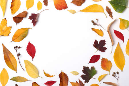 autumn composition of leaves on a white background top view.の写真素材
