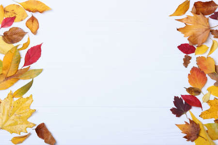autumn composition and autumn leaves