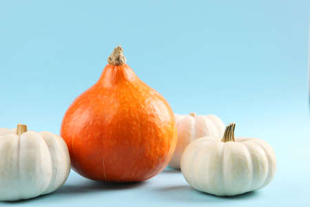 pumpkins on a colored background. Thanksgiving background. Autumn background.の写真素材