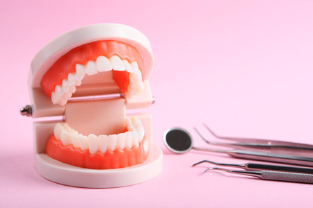 model of teeth and dental instruments and dental care productsの写真素材