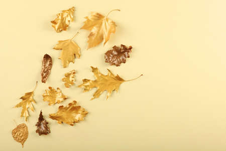Beautiful stylish autumn background with golden leaves top view