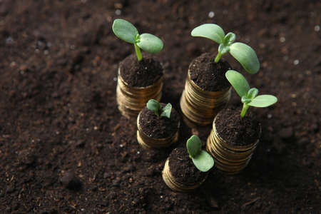 Piles of gold coins in the ground and green fresh sprouts.