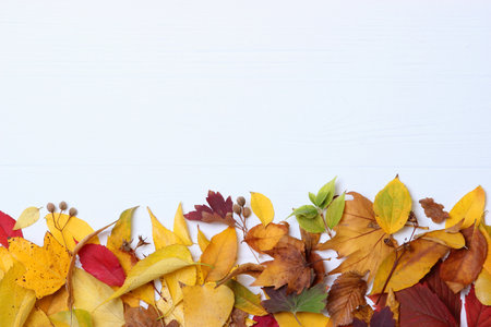 autumn composition and autumn leaves