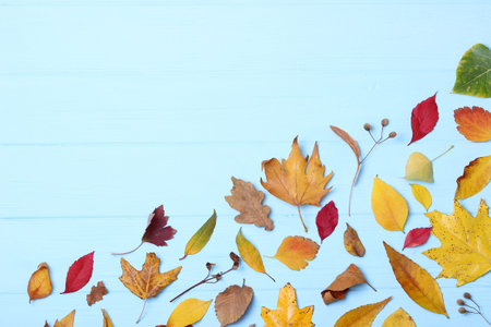 autumn composition and autumn leaves