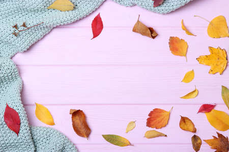 autumn composition and autumn leavesの写真素材