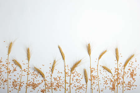 Spikelets of wheat and grains on a light backgroundの写真素材