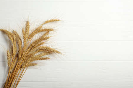 Spikelets of wheat and grains on a light backgroundの写真素材
