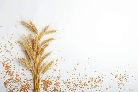Spikelets of wheat and grains on a light background