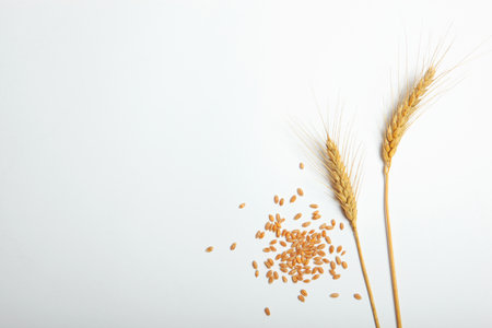 Spikelets of wheat and grains on a light backgroundの写真素材