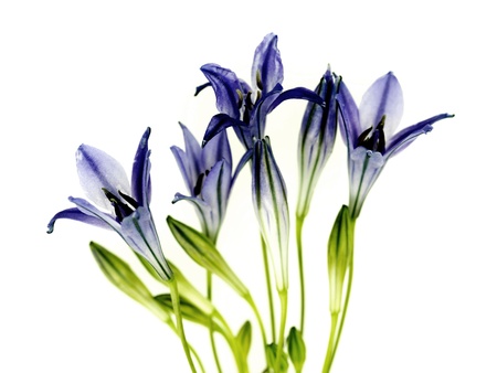 American Bluebellsの写真素材