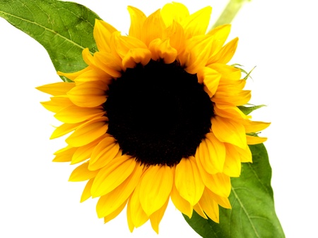 Sunflowerの写真素材