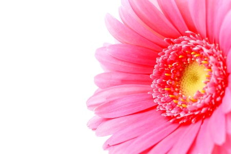 Gerbera Flowerの写真素材