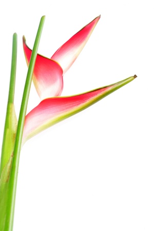 Heliconia Flowerの写真素材