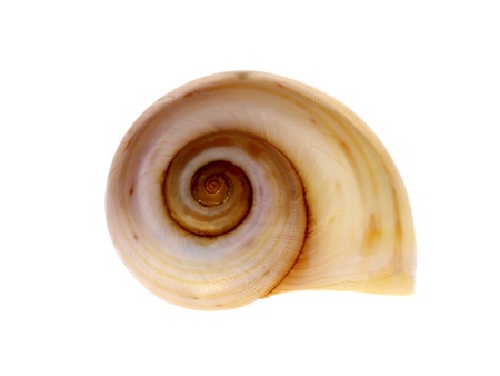 Sea Shell