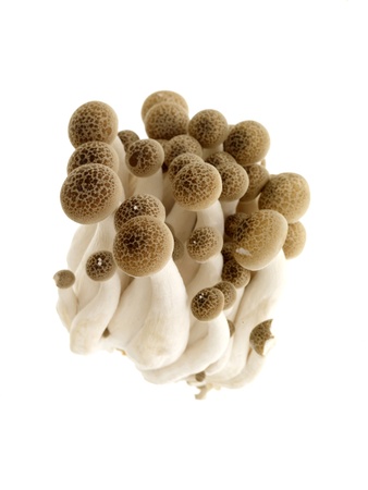 Hon Shimeji Mushroomsの写真素材