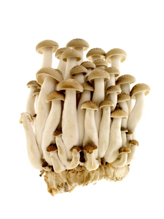 Hon Shimeji Mushroomsの写真素材