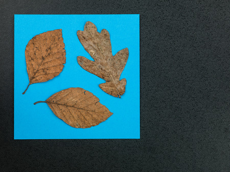 Dead Natural Autumn Leaves on a Black Background