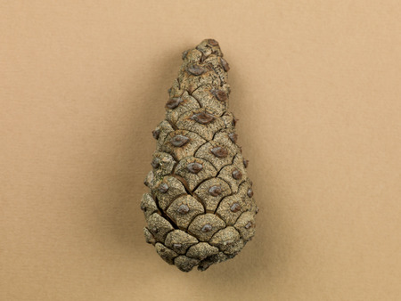 Single Dried Pine Cone On a Brown Background Still Life