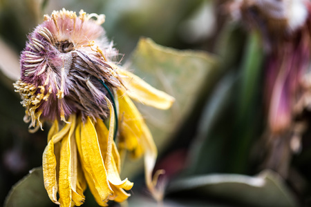 An Abstract Arrangement of Dead Mixed Flower Bloomsの写真素材
