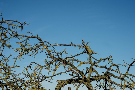 Leafless Aged Trees Against a Clear Blue Sky On A Winters Day