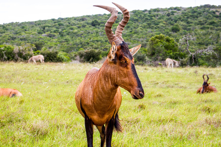 Single Red Hartebeest Standing In A Meadow In  Addo In The Eastern Cape South Africa With Zebras Grazing Or Feeing In The Backgroundの写真素材