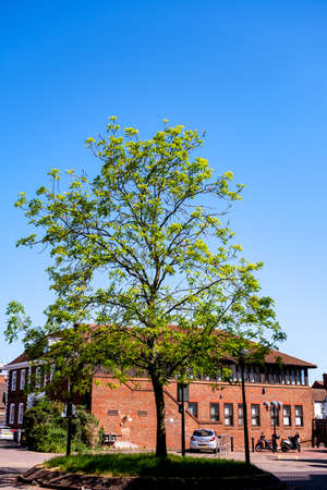 Epsom Surrey, London, May 08 2022, Single Tree With Brick Building In The Background And No Peopleのeditorial素材