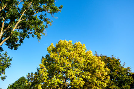 London UK, September 30 2025, Sturdy Graceful Deciduous Trees With Leaves Turning Golden In Autumn