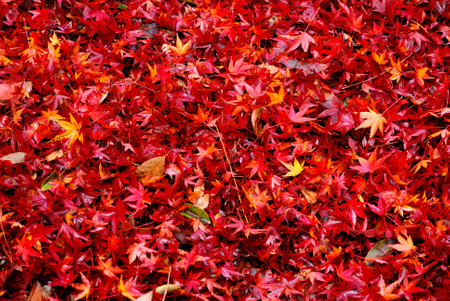 autumn leaf season