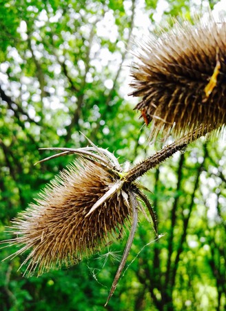 Prickled Pairedの写真素材