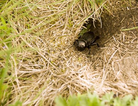 a cricket in the front of his holeの写真素材