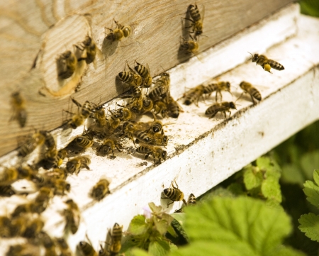 close up uf a bees on an assignment