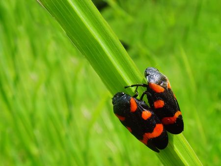 two bugs の写真素材