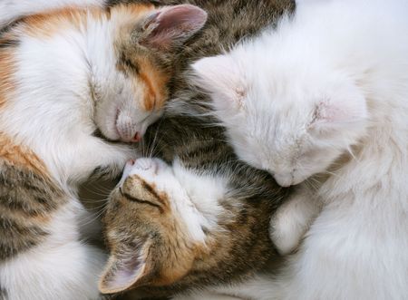 kittens are sleeping togetherの写真素材