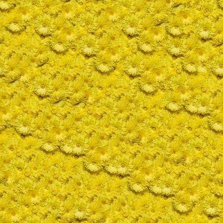 Seamless pattern made of chrysanthemum flowers. It's composable like tiles without visible connecting line between partsの写真素材
