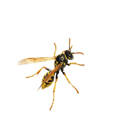 Close-up of a wasp isolated over white background.の写真素材