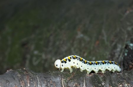 Close-up of a caterpillar crawling across tree bark.