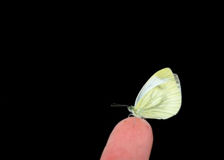 Small Cabbage White on a fingertip isolated over black background.の写真素材